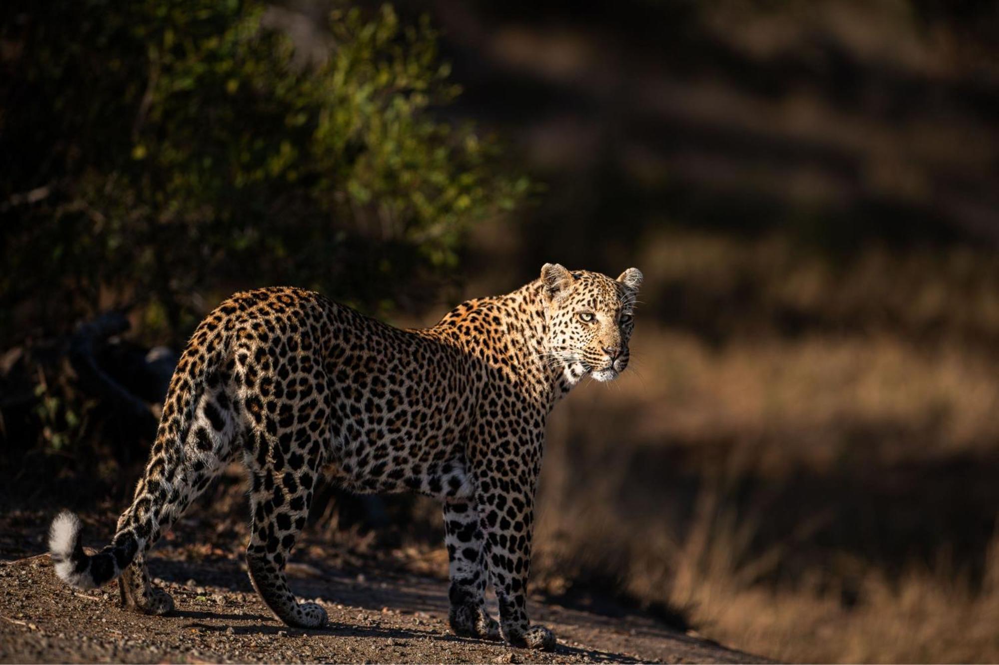 Leopard Sands Kruger Park Skukuza Exterior foto