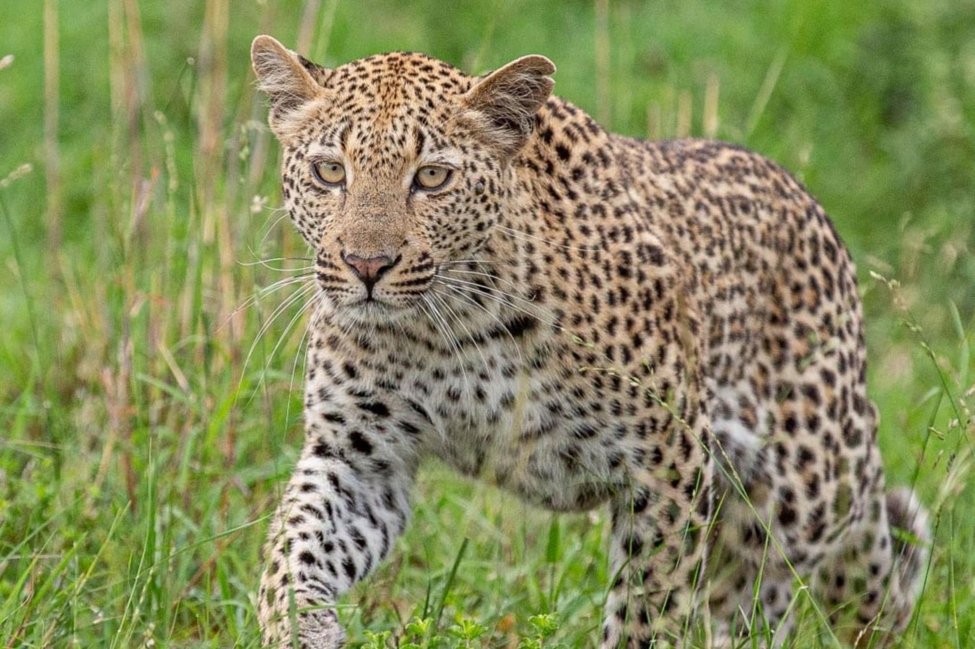 Leopard Sands Kruger Park Skukuza Exterior foto